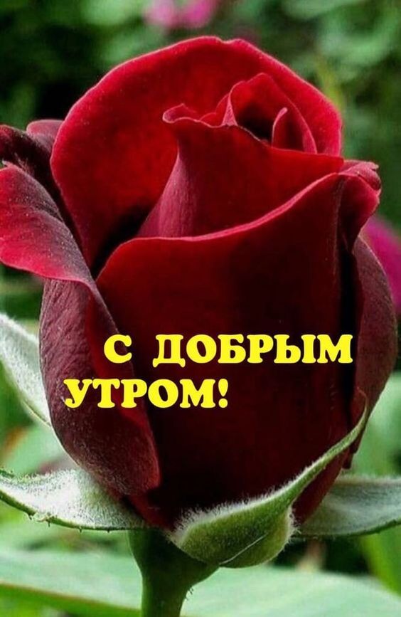 s_dobrym_utrom__kartinki_krasivye_9_12070151.jpg